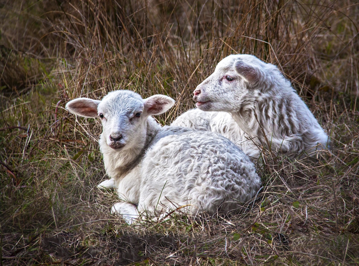 2 lambs sitting together in meadow
 related to The Timeless Charm of Lambs and Ivy Valance