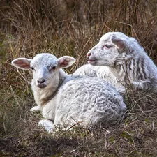2 lambs sitting together in meadow
 related to The Timeless Charm of Lambs and Ivy Valance
