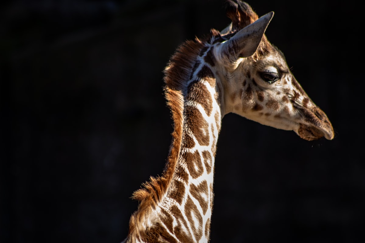 A baby giraffe turns its head to take a look as I’m taking the shot. related to Cozy and Cute Giraffe Baby Bedding Collection