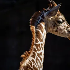 A baby giraffe turns its head to take a look as I’m taking the shot. related to Cozy and Cute Giraffe Baby Bedding Collection