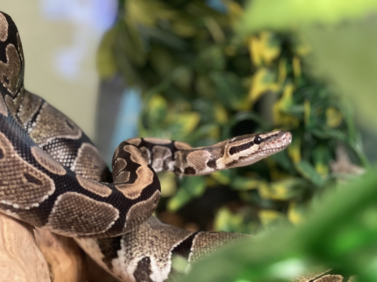 A ball python in a terrarium related to The Ultimate Guide to Choosing Ball Python Bedding