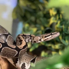 A ball python in a terrarium related to The Ultimate Guide to Choosing Ball Python Bedding