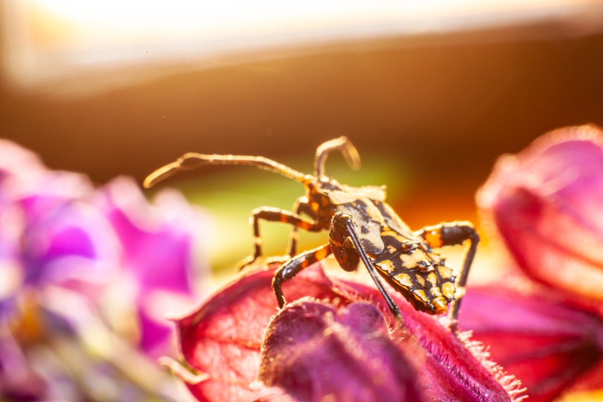 a bee on a flower related to The Great Outdoors: Understanding Bed Bugs' Outdoor Habits