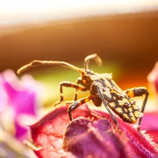 a bee on a flower related to The Great Outdoors: Understanding Bed Bugs' Outdoor Habits