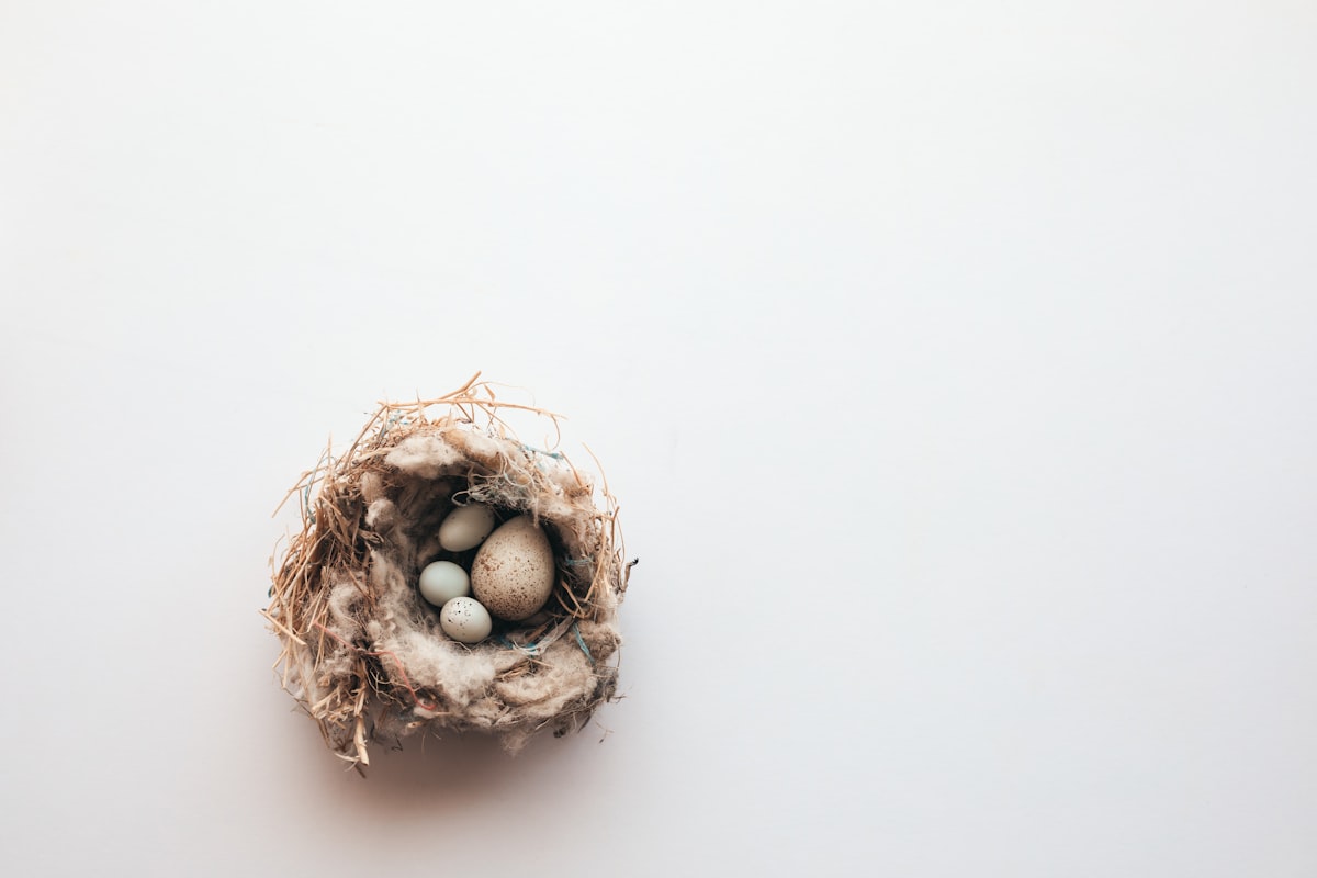 a bird's nest with three eggs in it related to Ultimate Comfort and Style with a Cozy Nest Bed
