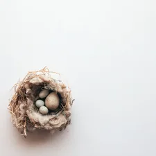 a bird's nest with three eggs in it related to Ultimate Comfort and Style with a Cozy Nest Bed