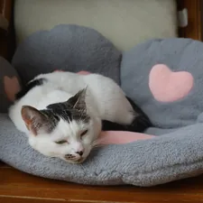 a black and white cat sleeping in a cat bed related to Pampering Your Feline Friend: The World of Fancy Cat Beds