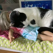 A black and white cat sleeps on a doll. related to The Ultimate Guide to Choosing the Perfect 18 Doll Bed