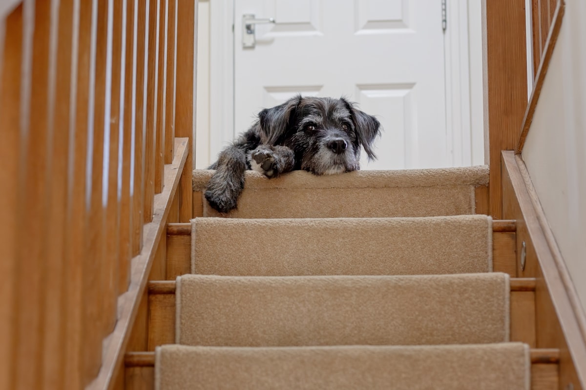 A black and white dog lying down at the top of the stairs. related to Snuggle Up: Enhancing Bed Height with Pet Stairs