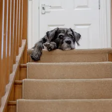 A black and white dog lying down at the top of the stairs. related to Snuggle Up: Enhancing Bed Height with Pet Stairs