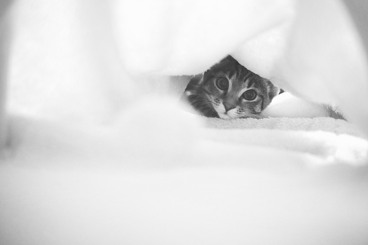 a black and white photo of a cat peeking out from under a blanket related to Snuggle Up with Curiosity: Explore the Alluring World of Curious George Bedding