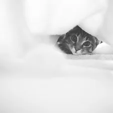 a black and white photo of a cat peeking out from under a blanket related to Snuggle Up with Curiosity: Explore the Alluring World of Curious George Bedding