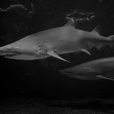 a black and white photo of two sharks related to The Rise of Shark Vacuum Cleaners at Bed Bath & Beyond