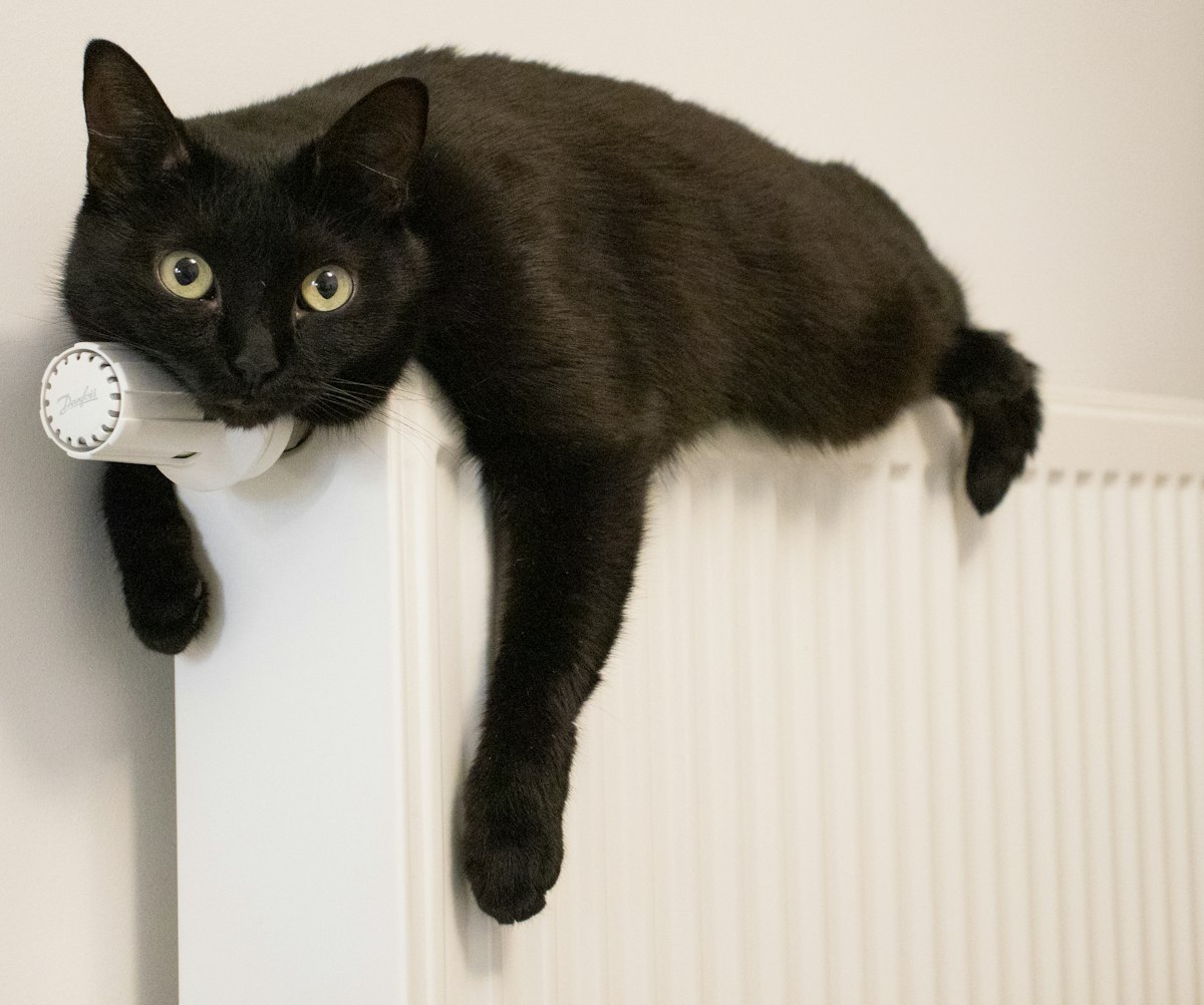 a black cat laying on top of a radiator related to The Ultimate Comfort: K&H Thermo-Kitty Heated Cat Bed