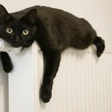 a black cat laying on top of a radiator related to The Ultimate Comfort: K&H Thermo-Kitty Heated Cat Bed