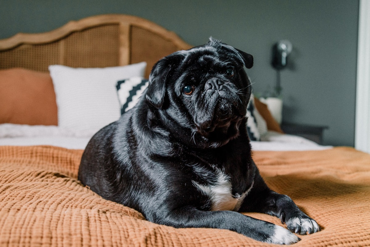 a black dog laying on top of a bed related to Comfy Slumber with the Best Pug Bed Sheets