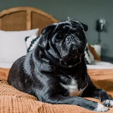 a black dog laying on top of a bed related to Comfy Slumber with the Best Pug Bed Sheets