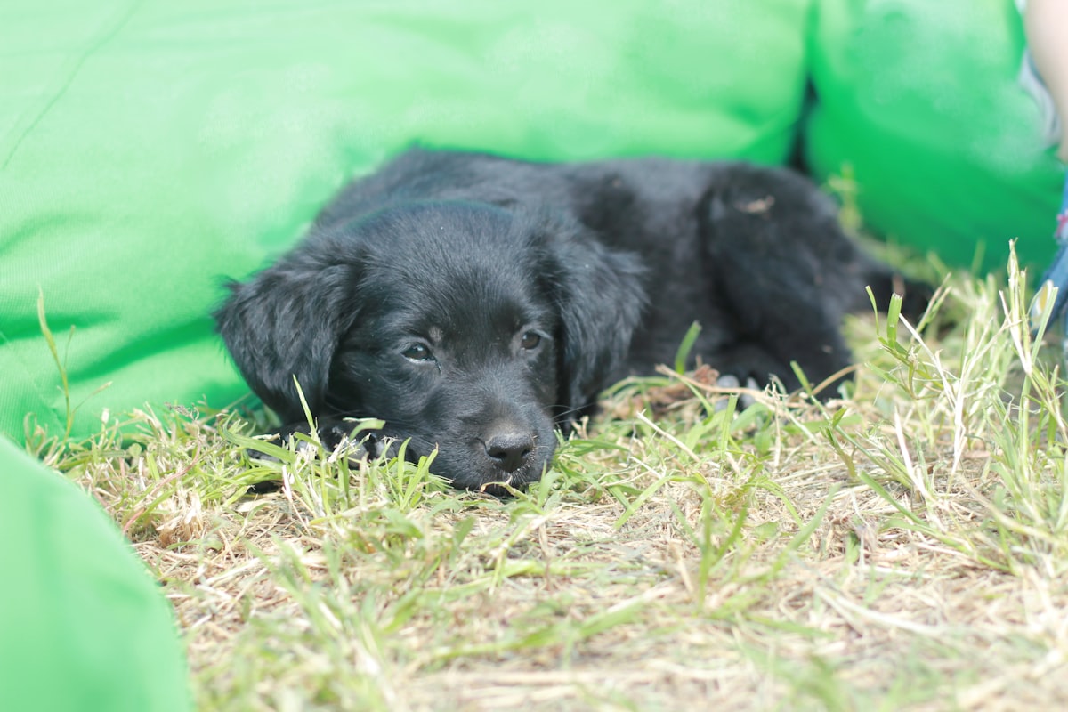 A black dog laying on top of a lush green field related to The Ultimate Guide to Choosing a Black Bed in a Bag for Your Bedroom