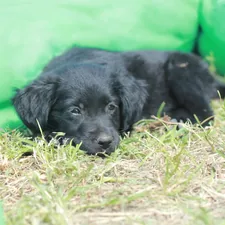 A black dog laying on top of a lush green field related to The Ultimate Guide to Choosing a Black Bed in a Bag for Your Bedroom