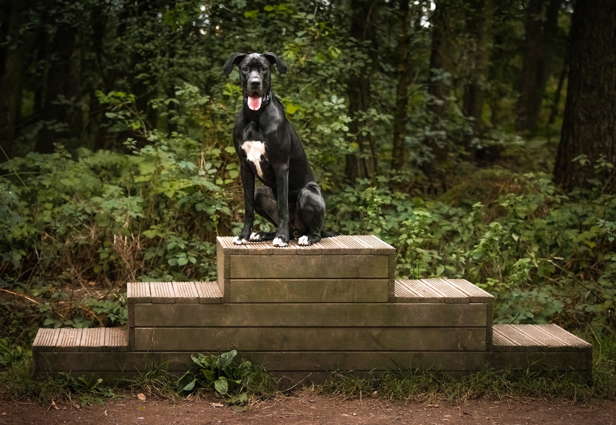 A black Great Dane dog on a podium, 1st place! related to Snuggle Up: Enhancing Bed Height with Pet Stairs