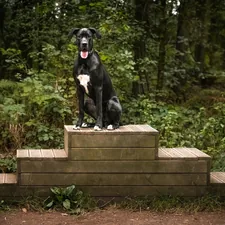 A black Great Dane dog on a podium, 1st place! related to Snuggle Up: Enhancing Bed Height with Pet Stairs
