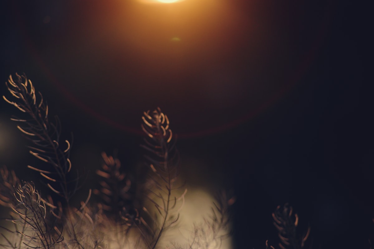 a blurry photo of some plants in the dark related to Igniting the Ambiance: The Joys of Natural Gas Chimineas