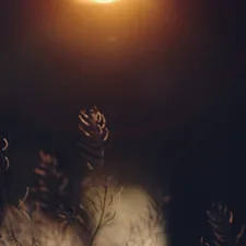 a blurry photo of some plants in the dark related to Igniting the Ambiance: The Joys of Natural Gas Chimineas