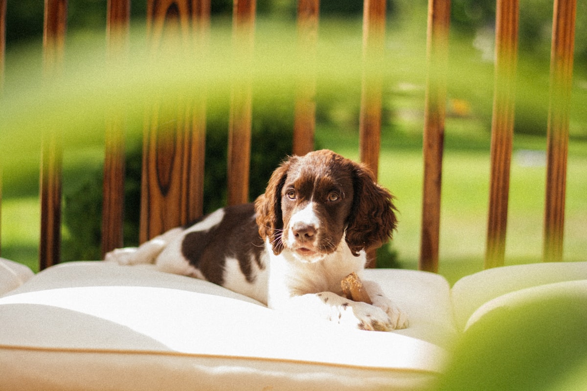 A brown and white dog laying on top of a bed related to The Ultimate Guide to PVC Dog Beds