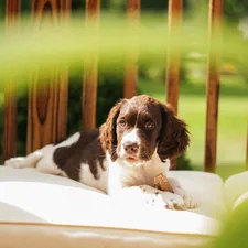 A brown and white dog laying on top of a bed related to The Ultimate Guide to PVC Dog Beds