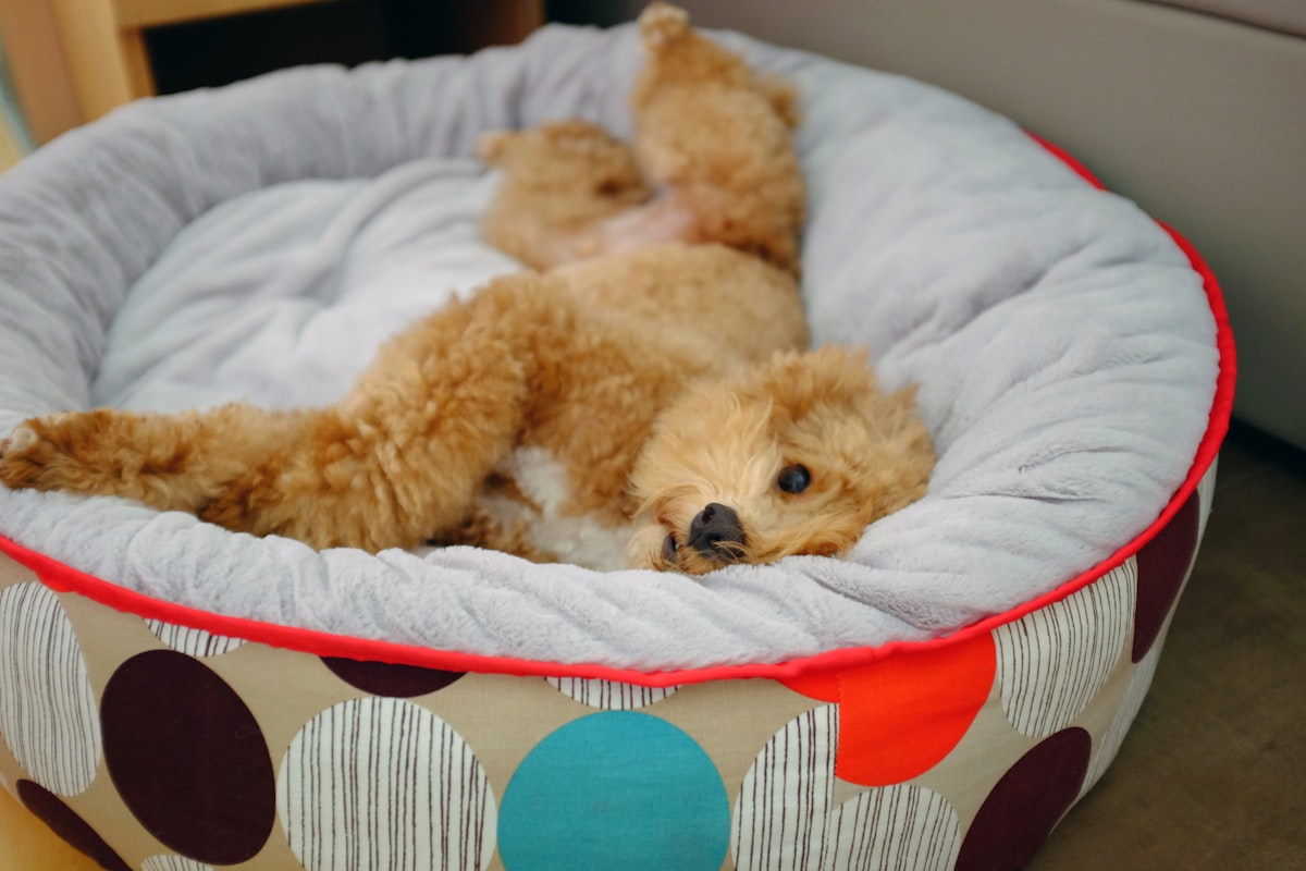 a brown dog laying in a polka dot pet bed related to The Indestructible Dog Bed You Need to Know