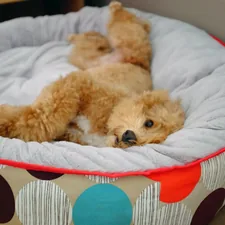 a brown dog laying in a polka dot pet bed related to The Indestructible Dog Bed You Need to Know