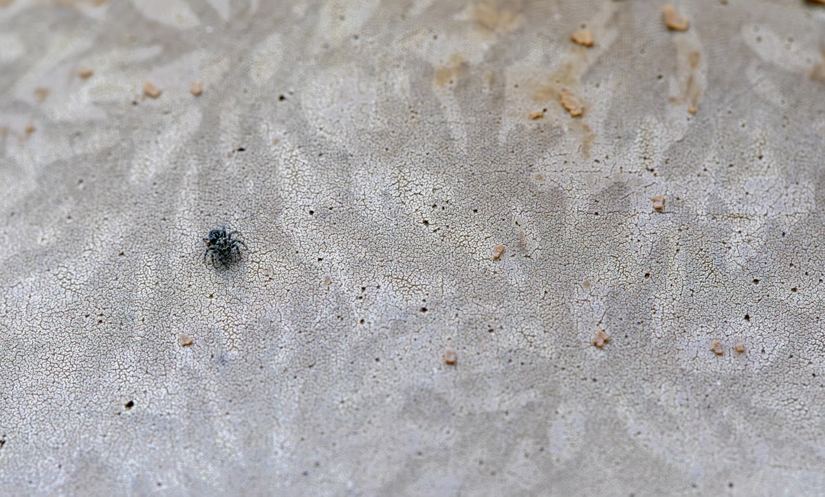 a bug crawling in the sand on a beach related to The Unwelcome Guests: Detailed Images of Bed Bugs