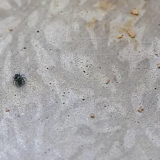 a bug crawling in the sand on a beach related to The Unwelcome Guests: Detailed Images of Bed Bugs