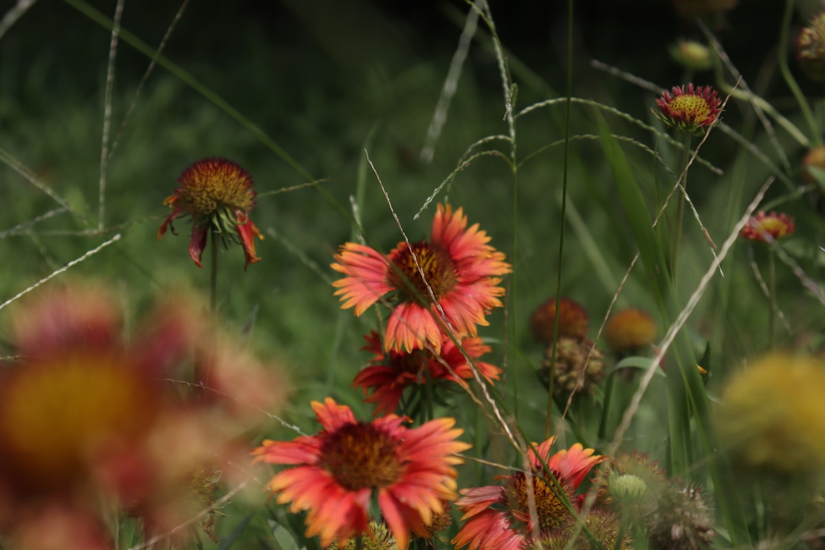 a bunch of flowers that are in the grass related to The Charm of Indian Bed Sheets: A Blend of Tradition and Comfort