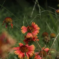 a bunch of flowers that are in the grass related to The Charm of Indian Bed Sheets: A Blend of Tradition and Comfort