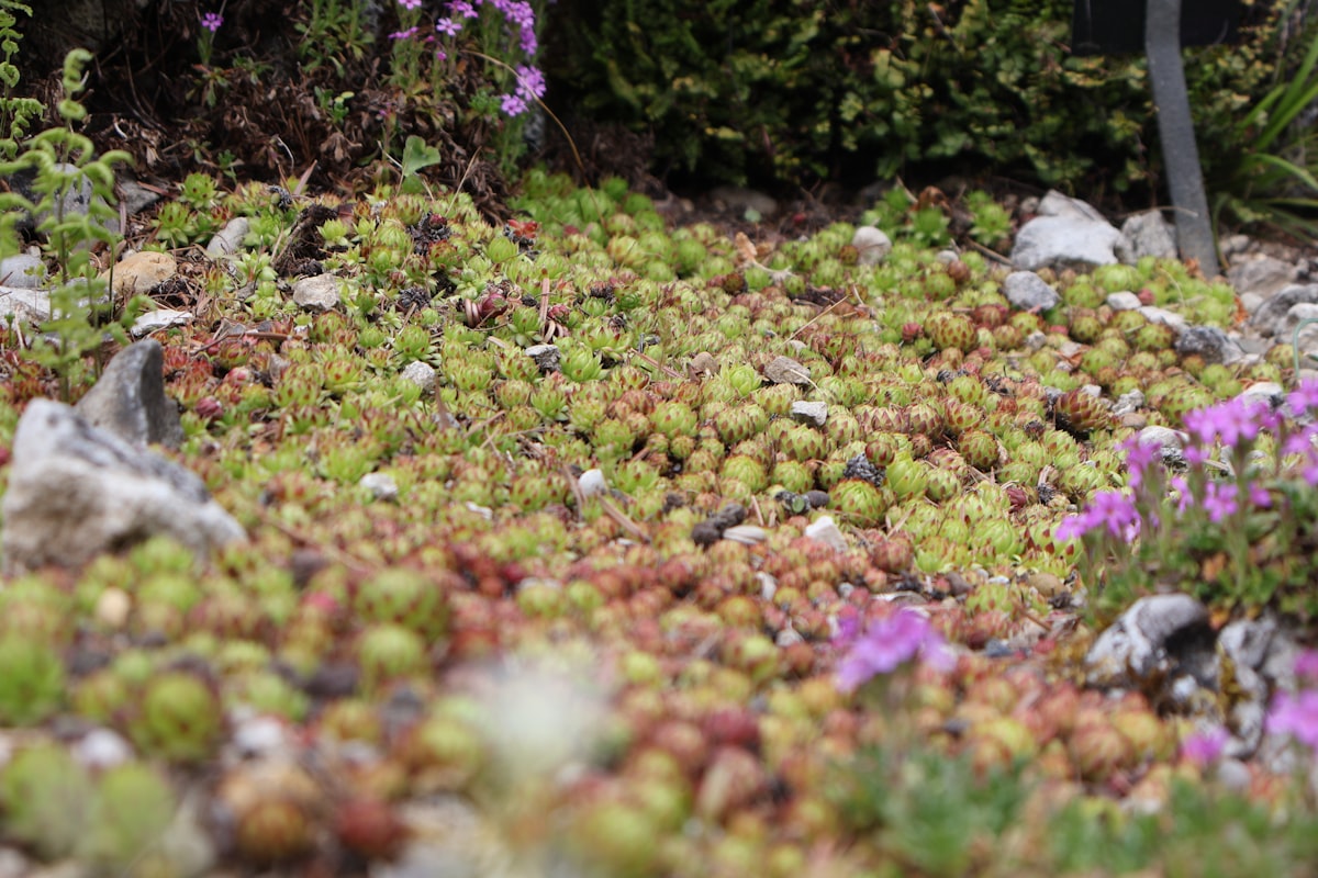A carpet of small green and reddish succulents spreads across the rocky garden floor, with scattered purple flowers adding soft bursts of color to the natural landscape. related to Exploring the Benefits and Styles of Low to the Ground Beds
