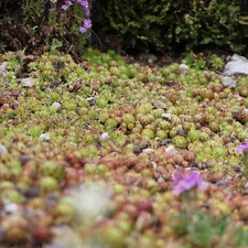 A carpet of small green and reddish succulents spreads across the rocky garden floor, with scattered purple flowers adding soft bursts of color to the natural landscape. related to Exploring the Benefits and Styles of Low to the Ground Beds
