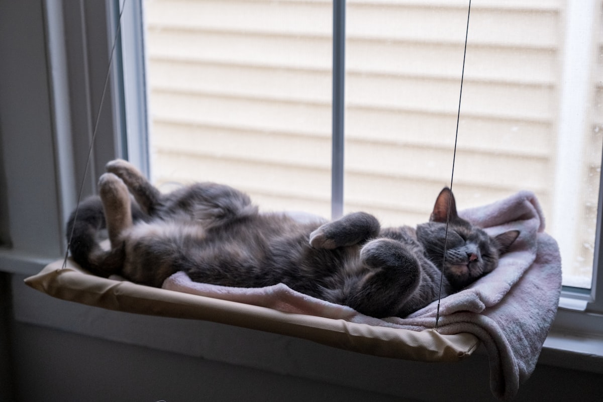 A cat laying on its back in a window sill related to The Ultimate Guide to Choosing the Perfect Hanging Cat Bed