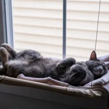 A cat laying on its back in a window sill related to The Ultimate Guide to Choosing the Perfect Hanging Cat Bed