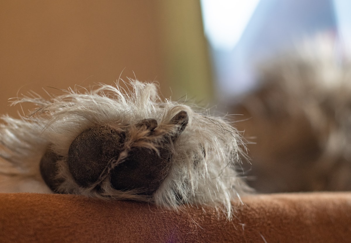 a cat laying on top of a couch next to a window related to Top Paw Orthopedic Dog Bed: The Ultimate Comfort for Your Furry Friend