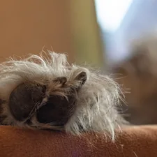 a cat laying on top of a couch next to a window related to Top Paw Orthopedic Dog Bed: The Ultimate Comfort for Your Furry Friend