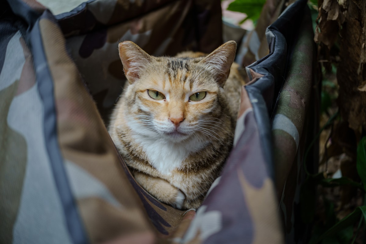 A cat looks comfortably from inside a bag related to The Ultimate Guide to Choosing the Perfect Camouflage Dog Bed
