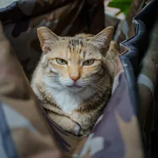 A cat looks comfortably from inside a bag related to The Ultimate Guide to Choosing the Perfect Camouflage Dog Bed