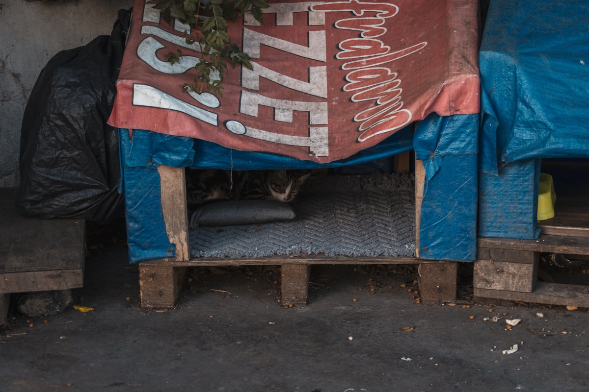 A cat shelter made from wooden pallets and covered with tarps, providing warmth and protection for street cats. Inside, a cat is seen lying on a blanket in the dim light, creating a touching urban scene of care and compassion. related to Purrfect Outdoor Oasis: A Guide to Choosing the Best Outdoor Cat Bed
