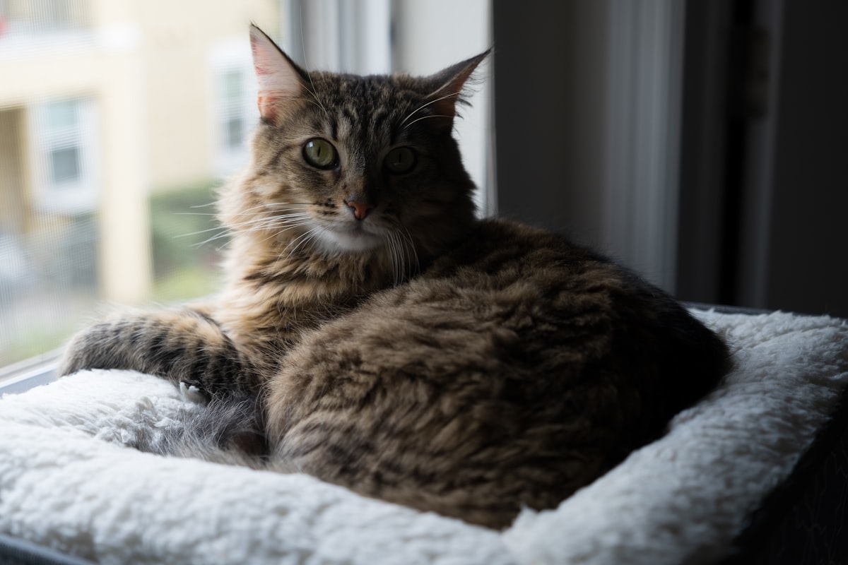 a cat sitting on a bed looking out a window related to The Ultimate Comfort: Exploring Window Mounted Cat Beds