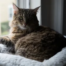 a cat sitting on a bed looking out a window related to The Ultimate Comfort: Exploring Window Mounted Cat Beds