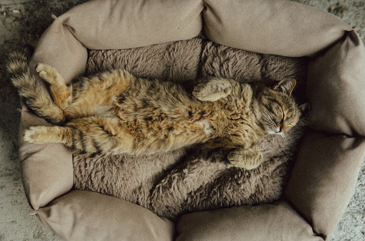 A cat sleeping in a cat bed on the floor related to Best Couch Bed Options at Walmart