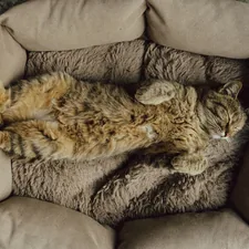A cat sleeping in a cat bed on the floor related to Best Couch Bed Options at Walmart