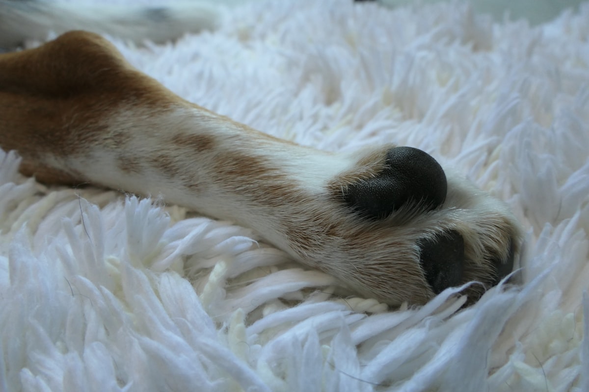 a close up of a dog's paw on a white rug related to Top Paw Orthopedic Dog Bed: The Ultimate Comfort for Your Furry Friend