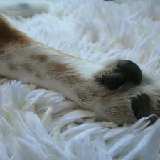 a close up of a dog's paw on a white rug related to Top Paw Orthopedic Dog Bed: The Ultimate Comfort for Your Furry Friend